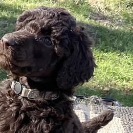 Thelma, girl 2 silver - Brown Poodle puppy in Madison, Wisconsin from KB Standard Poodles