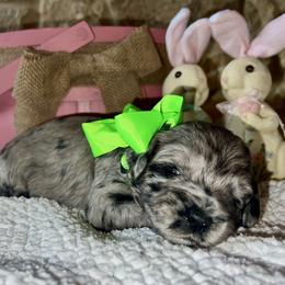 Carlee - Blue merle female Aussiedoodle puppy in Midlothian, Texas from Gray Doodles