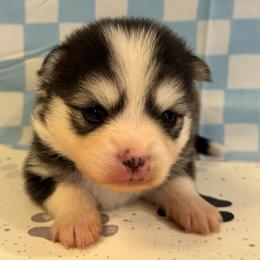 Shaco - Black and white male Pomsky puppy in Boonville, Indiana from Elysian Pomskies