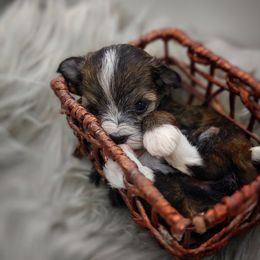 Companion Cross, Mal-Shi, Maltese, Maltipoo, Morkie, and Shih Tzu Puppies from Seeking Shalom Acres Maltese, Maltipoos & Havamalts