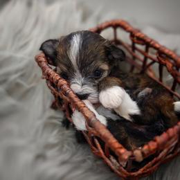 Companion Cross, Mal-Shi, Maltese, Maltipoo, Morkie, and Shih Tzu Puppies from Seeking Shalom Acres Maltese, Maltipoos & Havamalts
