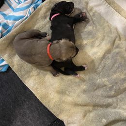 Great Dane Puppies from RoseCity Great Danes 🌹