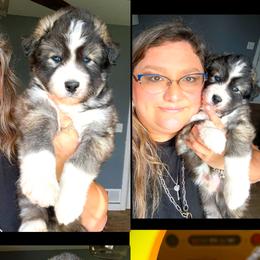 Thorn - Agouti and white male Siberian Husky puppy in Florence, Kentucky from Moonlight Howl Huskies