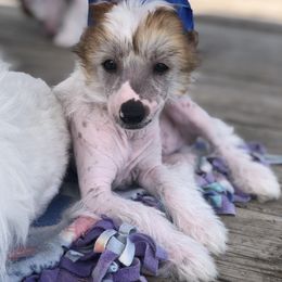 Chinese Crested Puppies from Ridgelake Ranch Chinese Cresteds