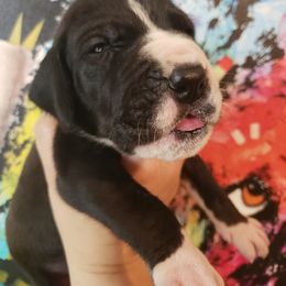 Great Dane Puppies from Gentle Giants of Tennessee Great Danes