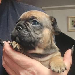 Boy 2 - Fawn male French Bulldog puppy in North Platte, Nebraska from Honey Hole Frenchies