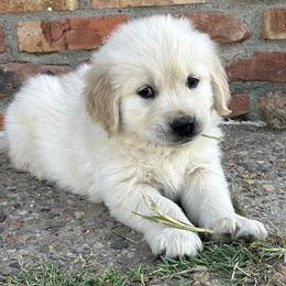 Teddy- Green Collar - Light golden male Golden Retriever puppy in Amarillo, Texas from Bluebonnet Goldens