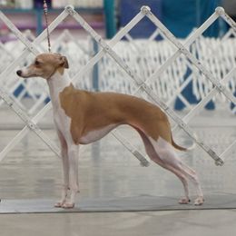 Aion - Italian Greyhound