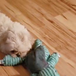 Shih Tzus from Sonya Coleman's Shih Tzu