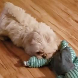 Shih Tzus from Sonya Coleman's Shih Tzu