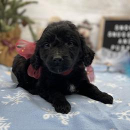 Ivy - Black female Goldendoodle puppy in Lisbon, Ohio from Willow Lane Doodles