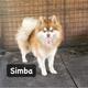 Simba