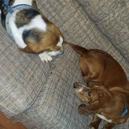 Violet - Basset Hound