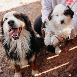 Tuff - Miniature American Shepherd