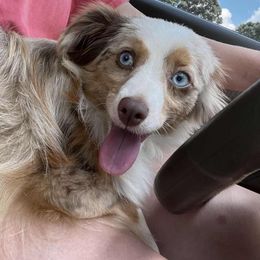 Lucy - Toy Australian Shepherd