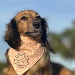 Till - Dachshund