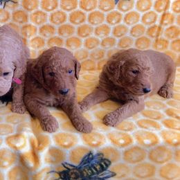 Bernedoodles and Goldendoodles from Peanut Butter Doodles