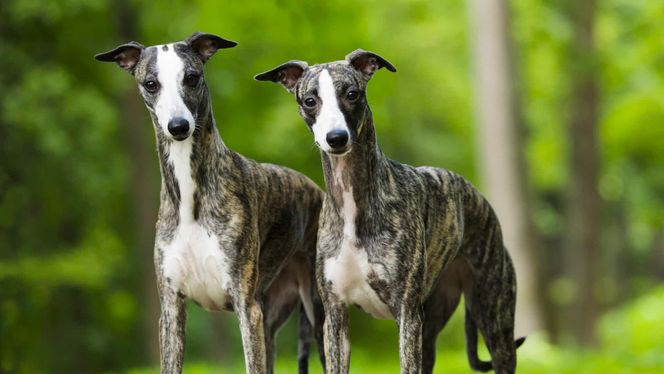 Whippet