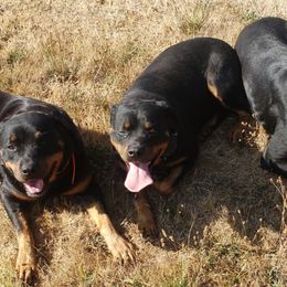 Rottweilers from Joseph Cole's Rottweilers