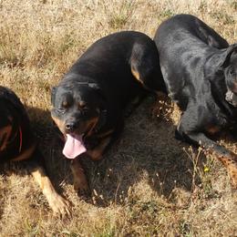 Rottweilers from Joseph Cole's Rottweilers