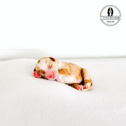 White Collar Male - Putt - Red male Bernedoodle puppy in Lebanon, Ohio from 3|17 Korte Bernedoodles LLC