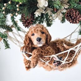 Covey - Apricot male Poodle puppy in Gaylord, Michigan from Dog Mom Co.