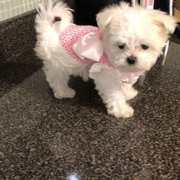 Cavapoo, Cockapoo, Maltese, and Poodle Puppies from Clearview Canines