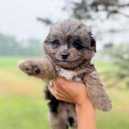 Glacier - Blue merle male Aussiedoodle puppy in Kalamazoo, Michigan from Creekside Ranch