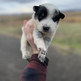 Atlas - Blue mottled male Australian Cattle Dog puppy in Ellensburg, Washington from Boondock Bandits
