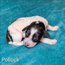 Pollock - Black and white male Cockapoo puppy in Sunset, Louisiana from Cano Cockapoos