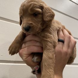 Goldendoodle Puppies from Our Golden Willow