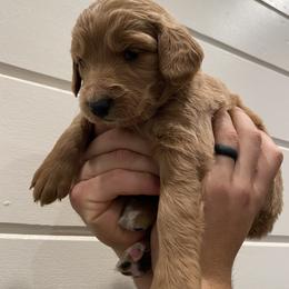 Goldendoodle Puppies from Our Golden Willow
