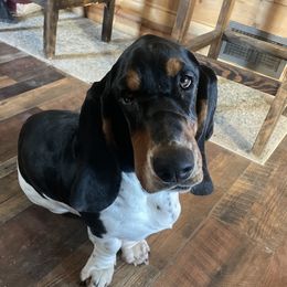 Betty - Basset Hound