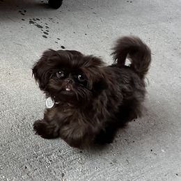 Shih Tzu All Grown Up from I Shih Tzu not Puppies of the Gulf Coast