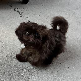 Shih Tzu All Grown Up from I Shih Tzu not Puppies of the Gulf Coast