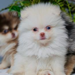 Nimbus - Cream male Pomeranian puppy in Santa Clarita, California from Hollywood Mini Pets