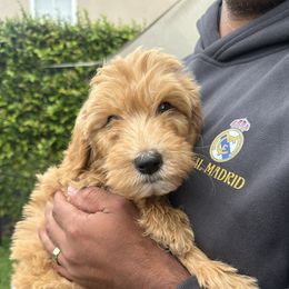 Brown - Fawn and white male Sheepadoodle puppy in La Habra, California from Real Doodles of OC