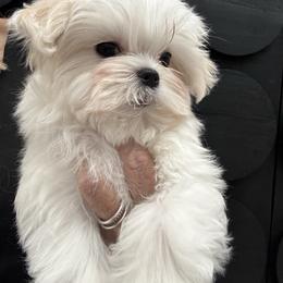 McDreamy - White male Maltese puppy in Phoenix, Arizona from Bella Dolce Maltese