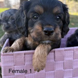 Cavalier King Charles Spaniel and Cavapoo Puppies from Woofery de Arana