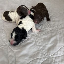 Poodle Puppies from Genesis Kinnibrugh