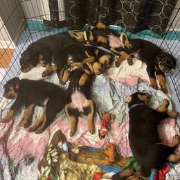 Rottweiler Puppies from BNB Rotts