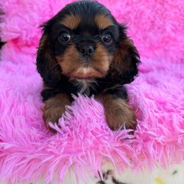 Kesha - Black and tan female Cavalier King Charles Spaniel puppy in Sacramento, California from Point of Grace Cavaliers