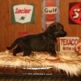 Volt - Sable male German Shepherd puppy in Philippi, West Virginia from Vom Haus Highlands