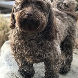 Tater - Havanese