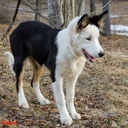Boy 3 - male Border Collie puppy in Strafford, Vermont from Thundering Paws Farm Working Collies