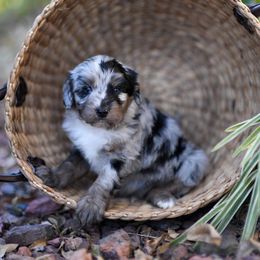 Aussiedoodle Puppies from Johnson’s Highland Pride Aussiedoodles
