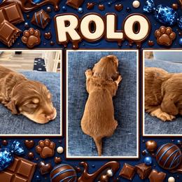 Rolo - Chocolate and cream male Dachshund puppy in High Hill, Missouri from High Hill Hounds