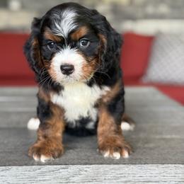 Barney - Tri-color male Bernedoodle puppy in Millersburg, Ohio from T Sanctum