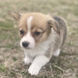 Pepper - Pembroke Welsh Corgi puppy in Oklahoma from Southern Cottage Pups