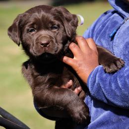 Labrador Retriever Puppies from Pure Joy Labradors